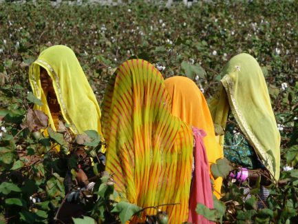 Terres Neuves Consulting women picking cotton Fund Selection